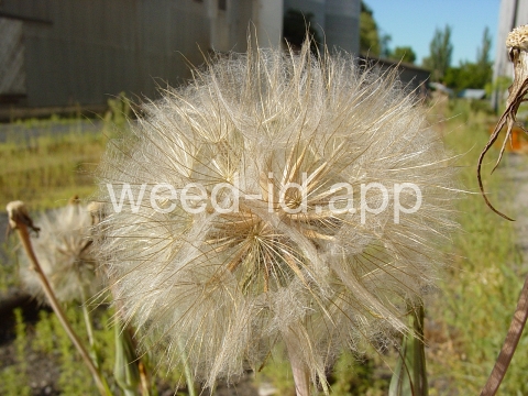salsify, western